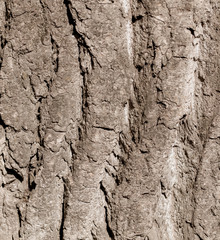 Tree bark as an abstract background