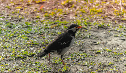 myna on the floor