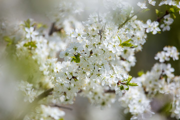 White flowers on a fruit tree on nature