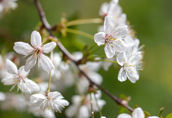 White flowers on a fruit tree on nature