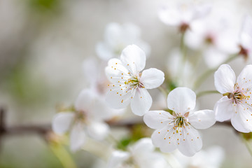 Fototapeta premium White flowers on a fruit tree on nature