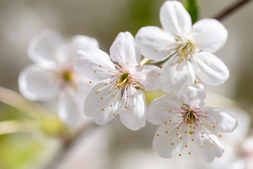 White flowers on a fruit tree on nature
