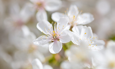 White flowers on a fruit tree on nature