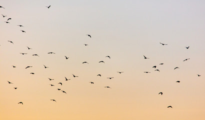A flock of birds at dawn