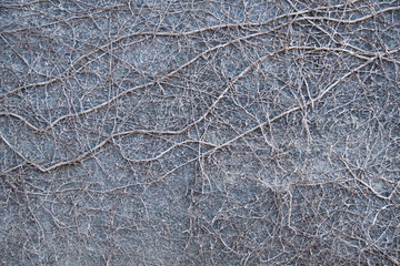 Withered