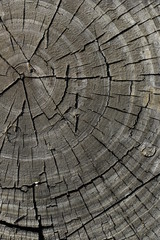 Fototapeta premium The old board as a background, the texture of the old tree