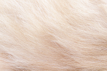 Light brown fur cat texture short smooth seamless patterns abstract background