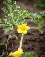 Yellow flower on a watermelon.