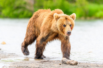 Plakat Ruling the landscape, brown bears of Kamchatka (Ursus arctos beringianus)