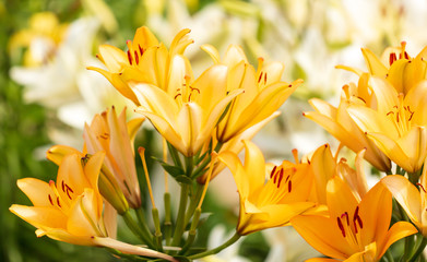 Yellow flower in the park.