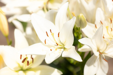 Obraz premium White flower in the park.