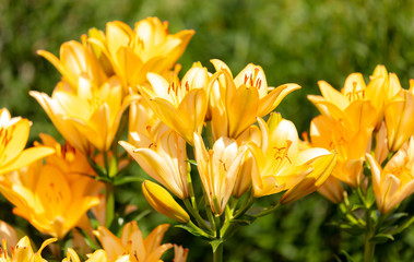 Fototapeta premium Yellow flower in the park.