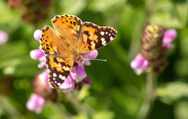 Butterfly on a pink flower.