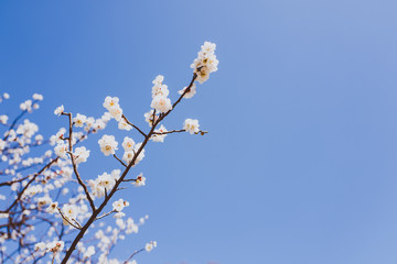 桜 カンザクラ 青空 日本 横