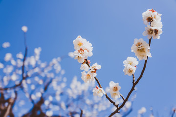 桜 カンザクラ 青空 日本 横