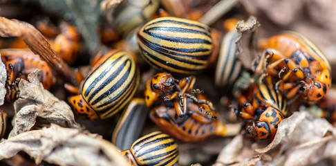 Dead Colorado beetles are lying on the ground