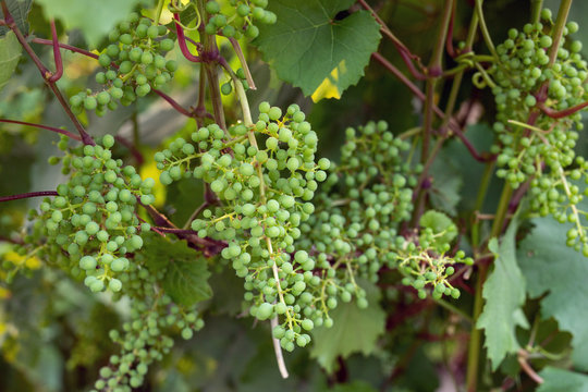 Growing grapes white wine on tree with branch and green leaves. Young unripe grape in garden close up