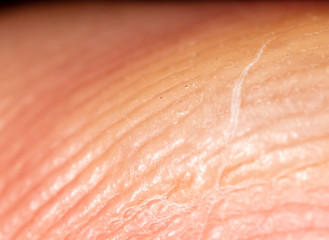 Corn on the finger as a background