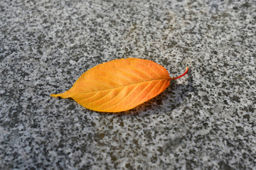 Orange leaf on the gray granite floor