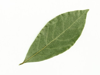 Obraz premium One laurel leaf on white isolated background. Diet and weight loss concept