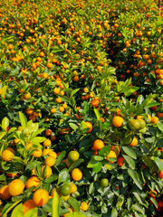 Ripe tangerines on a tree in the park