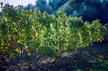 Vineyard in the early Autumn after harvesting