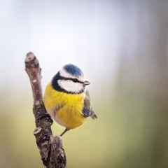 Blue tit on a perch