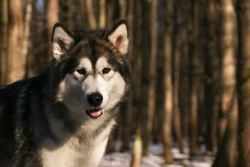 Dog similar to a wolf breed Alaskan Malamute walks in the forest in sunny weather closeup photo
