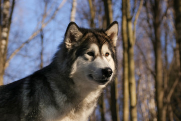 Dog similar to a wolf breed Alaskan Malamute walks in the forest in sunny weather closeup photo