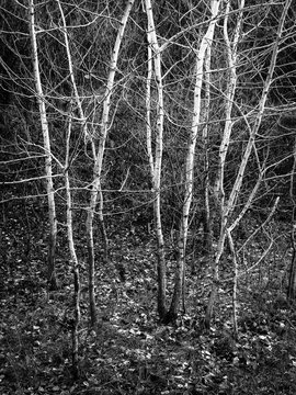 blac kand white trees in a forest