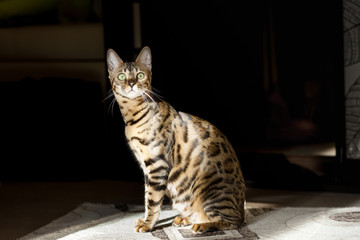 Naklejka na ściany i meble beautiful adult bengal cat close up portrait with leopard-like dark spots and green eyes