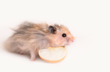 Hamster on a white background