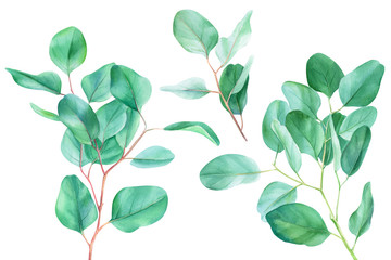 eucalyptus branches and leaves, watercolor illustration, set of elements on an isolated white background