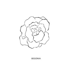 Hand drawn begonia flower. Plant design elements.