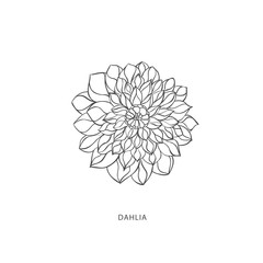 Fototapeta premium Hand drawn plant branches. Greenery design elements. Botanical logos.