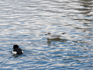 Reiherente (Aythya fuligula) und Lachmöwe zusammen schwimmen