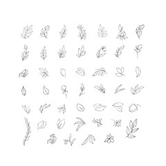 Hand drawn plant branches. Greenery design elements. Botanical logos.