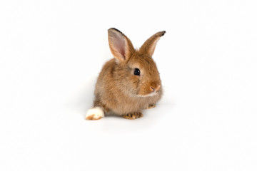 Cute Easter bunny baby, red-brown fur on a white background.isolated
