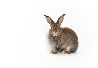Cute brown baby rabbit sitting on a white background,isolated