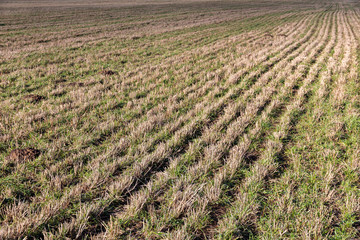 plowed spring field with young green grass