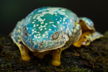 Fringed leaf frog on a mossy branch