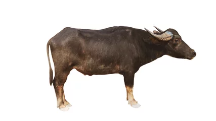 Foto op Plexiglas Een aparte buffel op een witte achtergrond © sunet