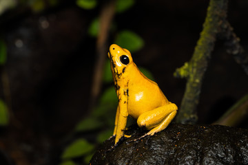 Golden poison frog on a nutshell