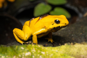 Golden poison frog transporting tadpoles