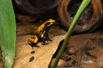 Young golden poison frog sitting on leaf litter