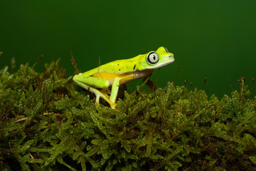 Lemur tree frog on a mossy branch
