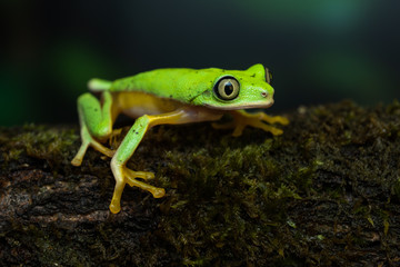 Lemur leaf frog on a mossy branch