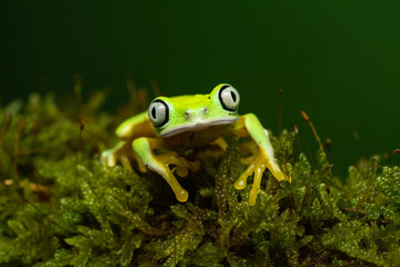 Lemur leaf frog on a mossy branch