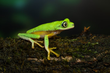 Lemur leaf frog on a mossy branch