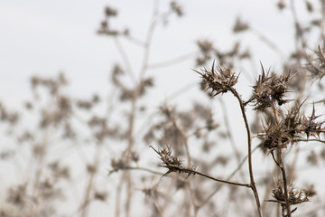 Dry twigs and fruits of Scolymus maculatus on a blurred background